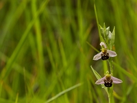 16 06 Ophrys abeille 0005